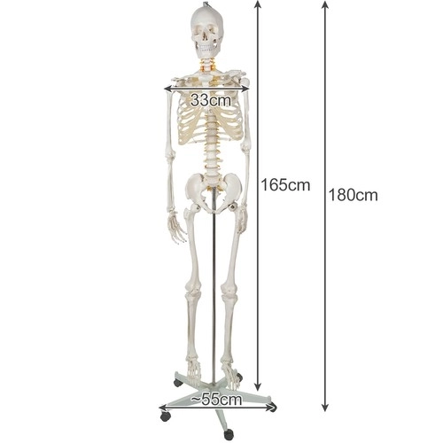Ludzka Kostra - 170cm Malatec 22583