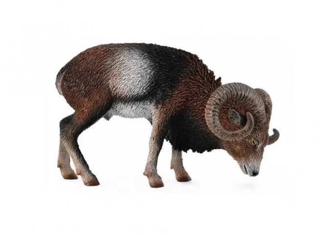 Muflon europejski