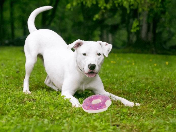 Idealny do aportu i samodzielnej zabawy