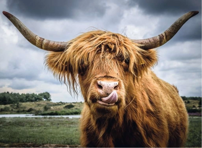 Ravensburger Puzzle Moments Highland Cattle 300 elementów