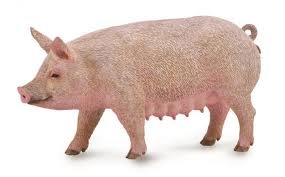 Świnia Collecta