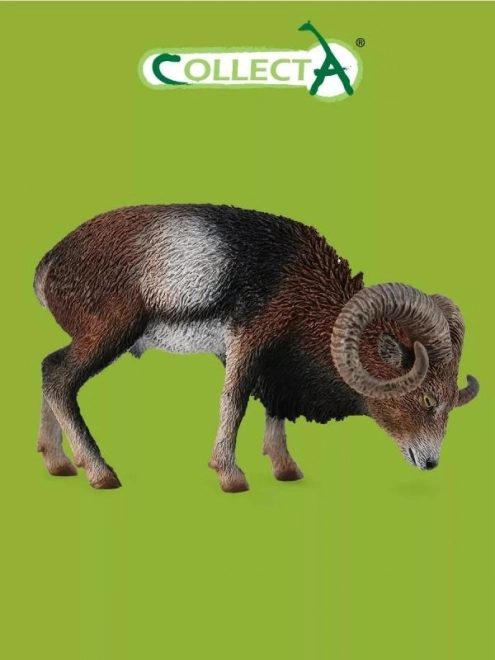 Muflon europejski