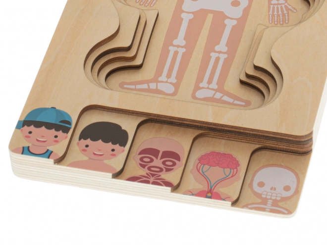Drewniane warstwowe puzzle ludzkie ciało Montessori