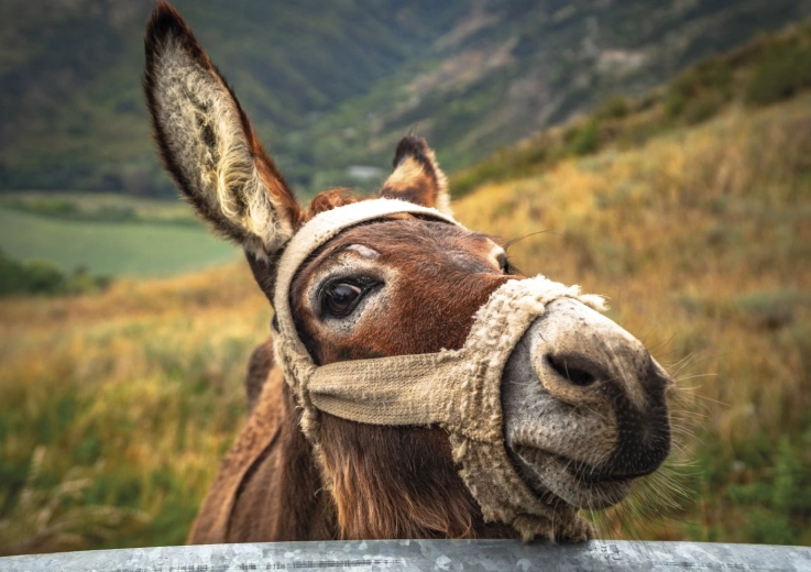 Piękny motyw osła w górach