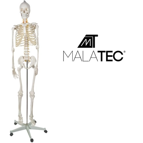 Ludzka Kostra - 170cm Malatec 22583