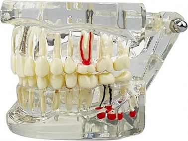 Realistyczna anatomia
