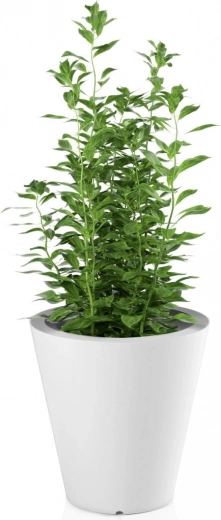 Klasyczny kształt i nowoczesny design