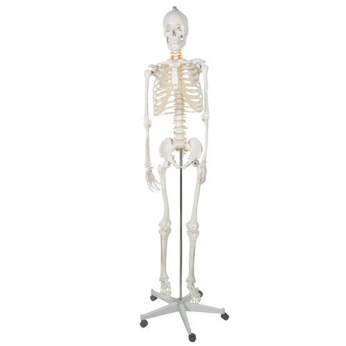 Ludzka Kostra - 170cm Malatec 22583
