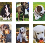 Mały notatnik Pies 40 arkuszy