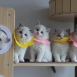 Miękki pooperacyjny kołnierz ochronny dla zwierząt – różowy, rozmiar L