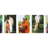 Notatnik z motywem Konia MINI 40l, 6x8,5 cm